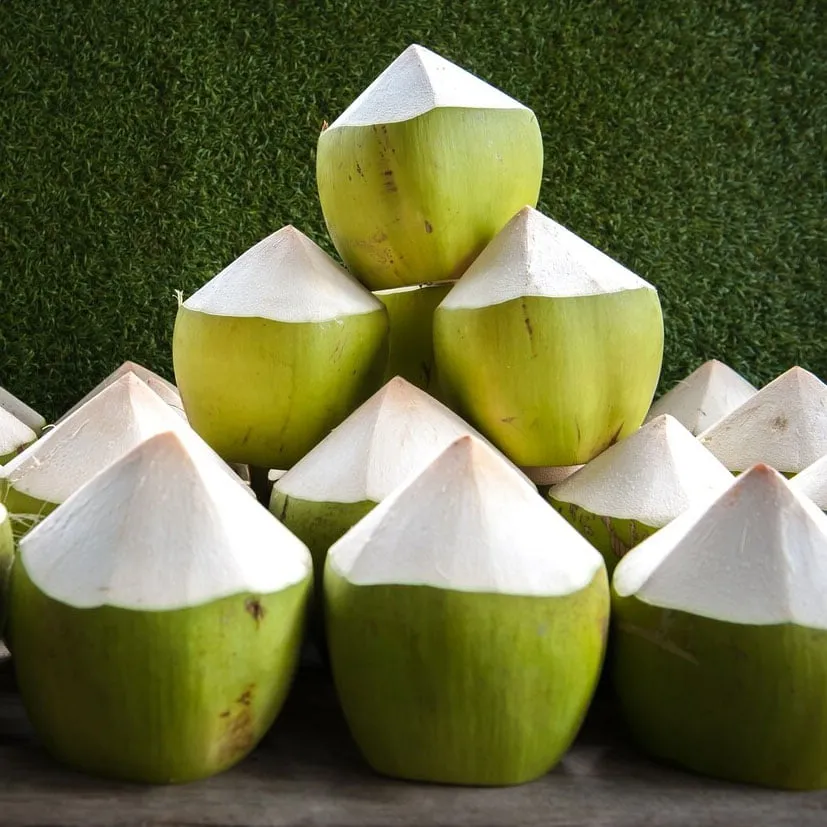 A stack of fresh green young coconuts