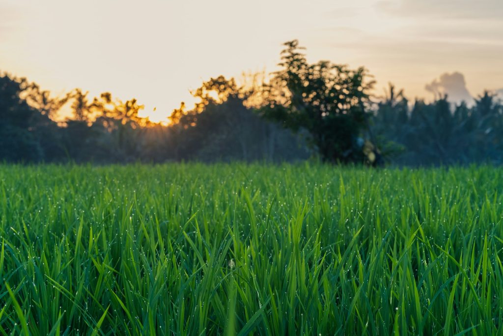 Lush green rice field with dew at sunrise