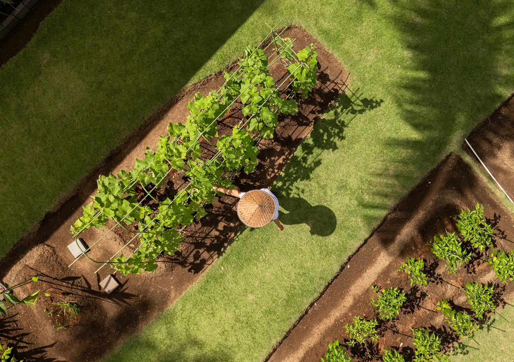 Aerial view of a gardener wearing a traditional conical hat tending to fresh plants and trellises in a lush kitchen garden, cultivating ingredients for a cocktail bar ubud.
